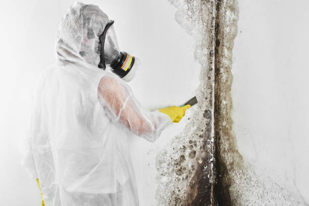 Attic Mold Removal in Roseland, OH