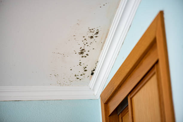 Best Mold Removal Process  in Roseland, OH