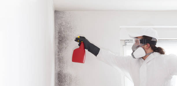 Best Mold Remediation  in Roseland, OH
