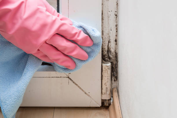 Mold Removal Process in Roseland, OH